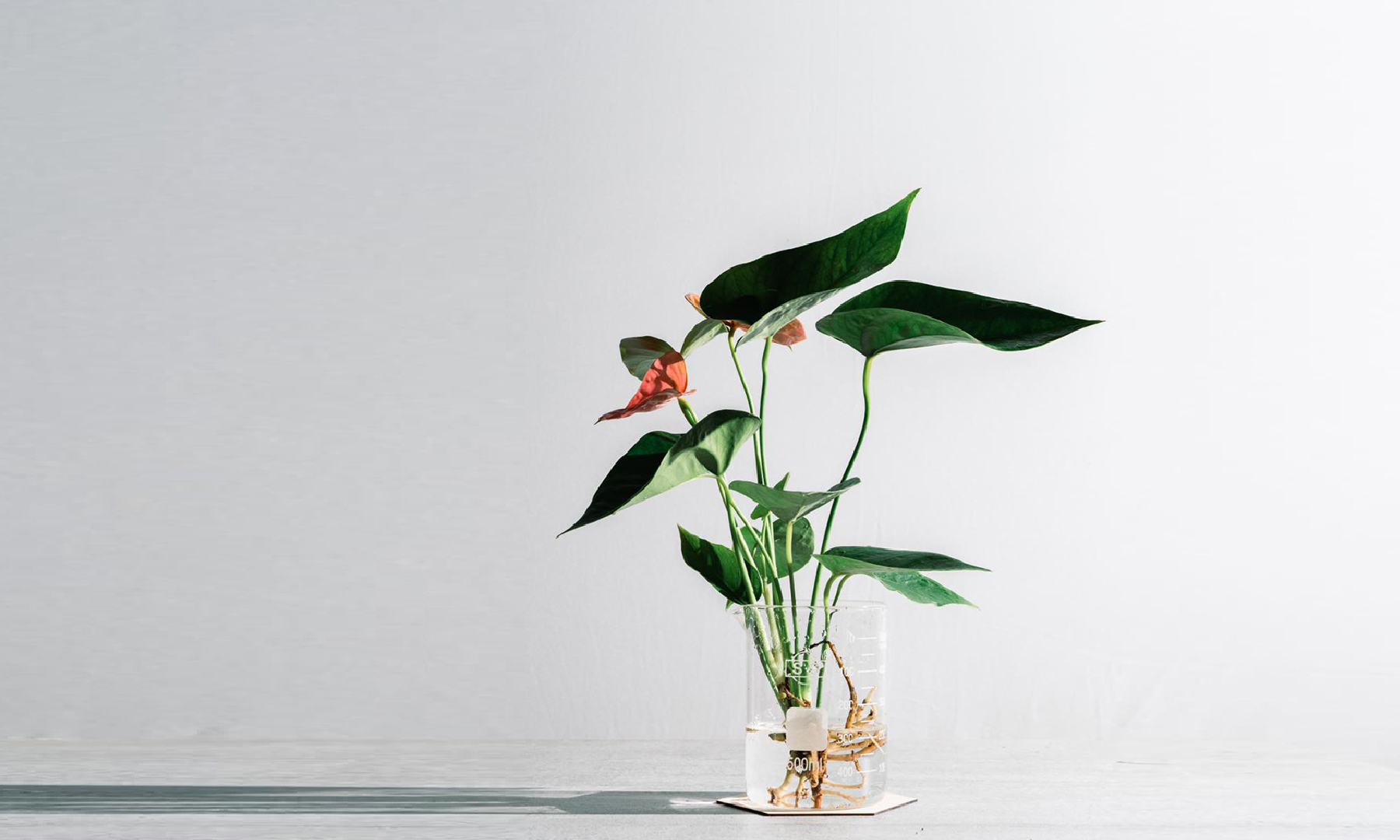 Project Featured Image